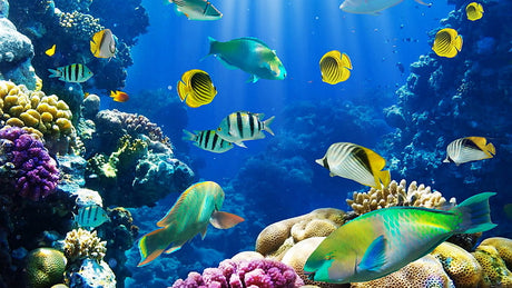 Vibrant coral reef and tropical fish design file showing intricate pattern details