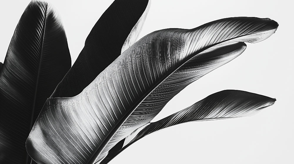 Black and white banana leaf wallpaper design file showing detailed botanical photography