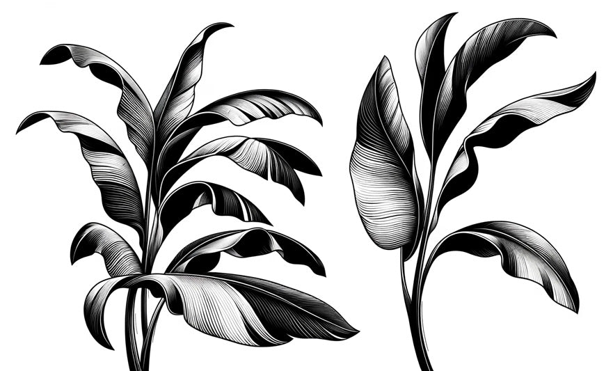Black and white tropical leaf pattern design file showing detailed line art of banana leaves
