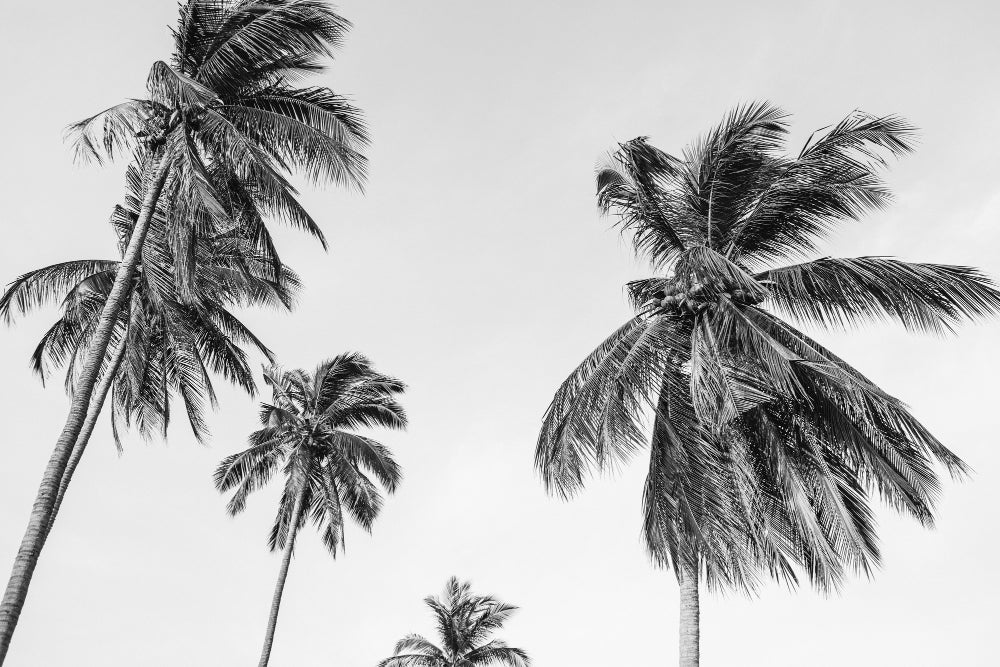 Black and white palm tree design file showing intricate frond details and pattern layout