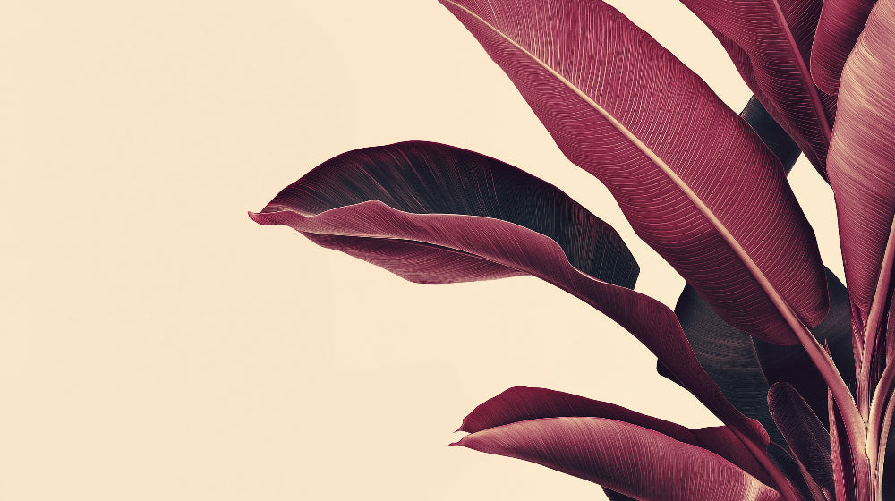 Large burgundy banana leaf pattern design file showing intricate details and rich wine-colored foliage