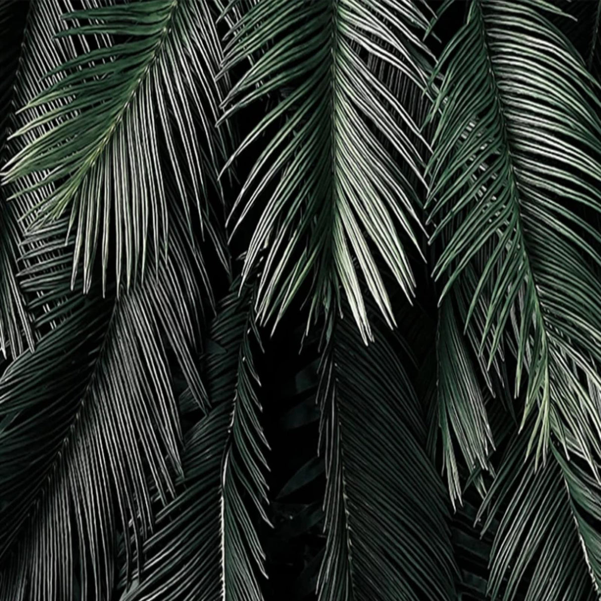 Dark green palm leaves pattern design file showing intricate botanical details