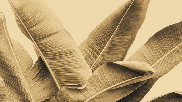 Tropical leaf wallpaper in modern living room showing large-scale banana leaves pattern creating depth and warmth