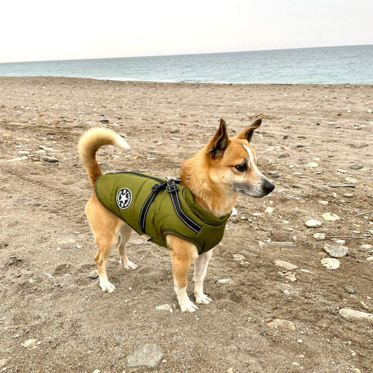 Winter Dog Coat  Built-in Safety Harness Design - Product example