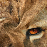 Wildlife Duvet Cover Set  Lion Portrait Design - Detailed view