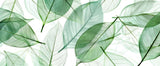 Botanical Mural Wallpaper | Translucent Green Leaves Design