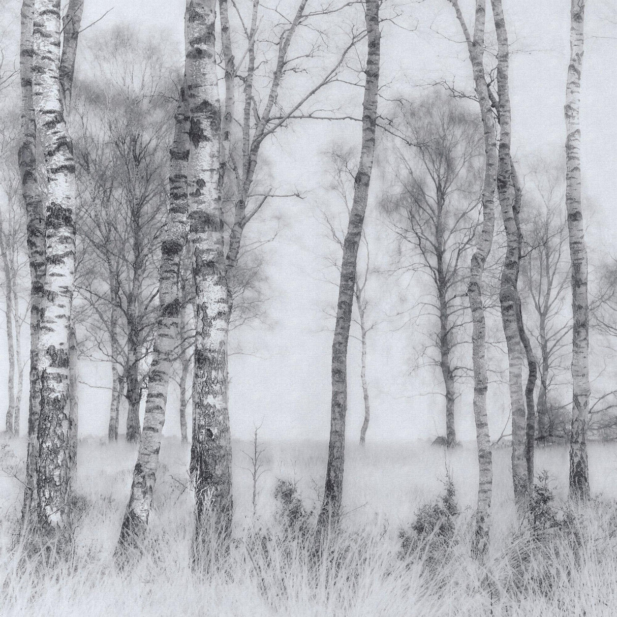 Forest Mural Wallpaper | Misty Birch Trees in Black and White