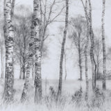 Forest Mural Wallpaper | Misty Birch Trees in Black and White