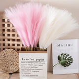 Natural Pampas Grass Decor  Soft Beige Dried Stems - Detailed view