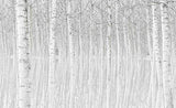 Forest Mural Wallpaper | White Birch Trees Design
