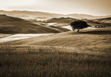 Landscape Mural Wallpaper | Sepia Tuscan Hills With Lone Tree