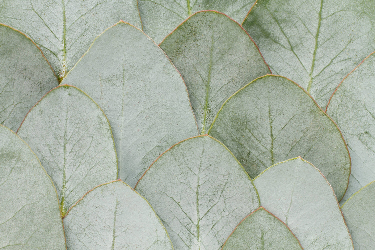 Botanical Mural Wallpaper | Large Green Leaves Pattern