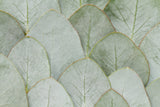 Botanical Mural Wallpaper | Large Green Leaves Pattern