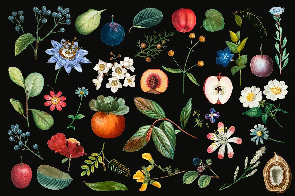 Botanical Mural Wallpaper | Vintage Fruits and Flowers on Black