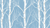 Tree Mural Wallpaper | White Birch on Blue Background