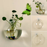 Wall Mounted Glass Vase  Hydroponic Plant Display - Product detail 4