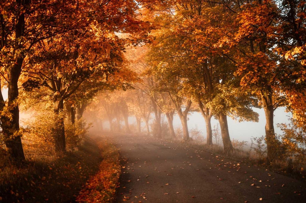 Forest Mural Wallpaper | Misty Autumn Path