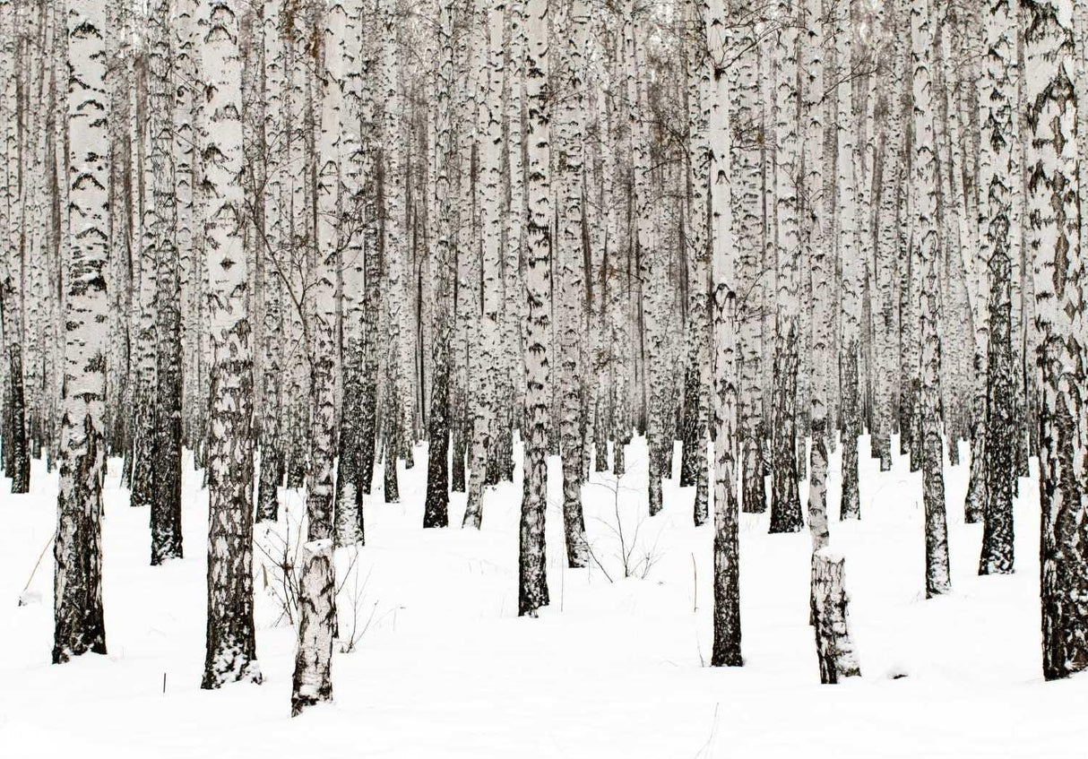 Forest Mural Wallpaper | Winter Birch Trees in Snow