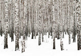Forest Mural Wallpaper | Winter Birch Trees in Snow