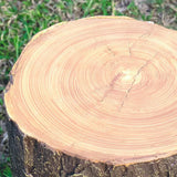 Rustic Garden Stump Light  LED Outdoor Path Lighting - Product detail 5