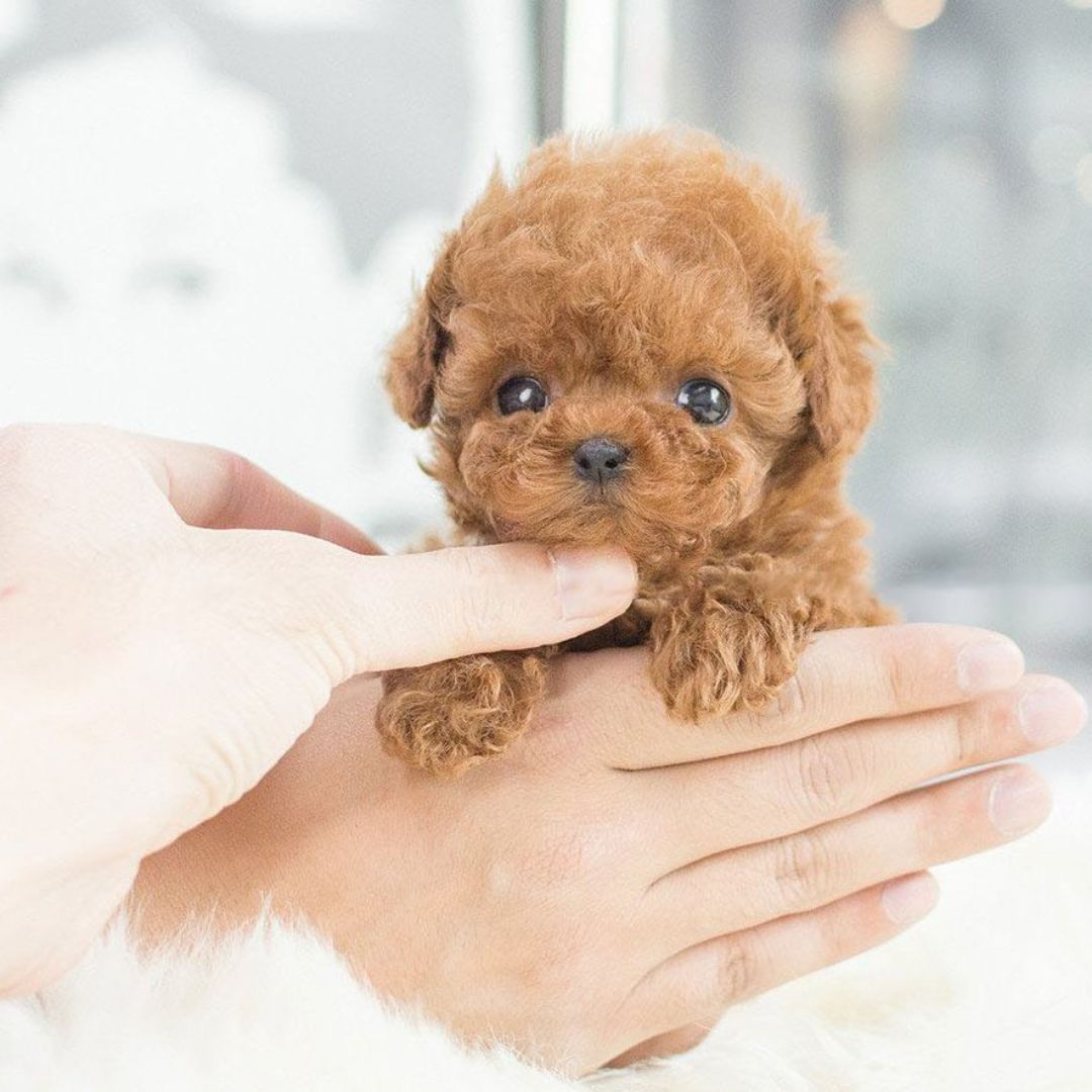 Interactive Pet Toy  Touch Responsive Plush Companion - Product showcase