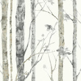 Forest Mural Wallpaper | Scandinavian Birch Trees Design