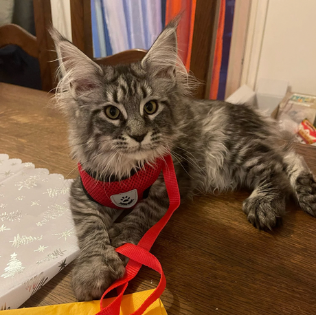 Cat Harness and Leash Set  Adjustable Mesh Design with Safety D-Ring - Product detail 6