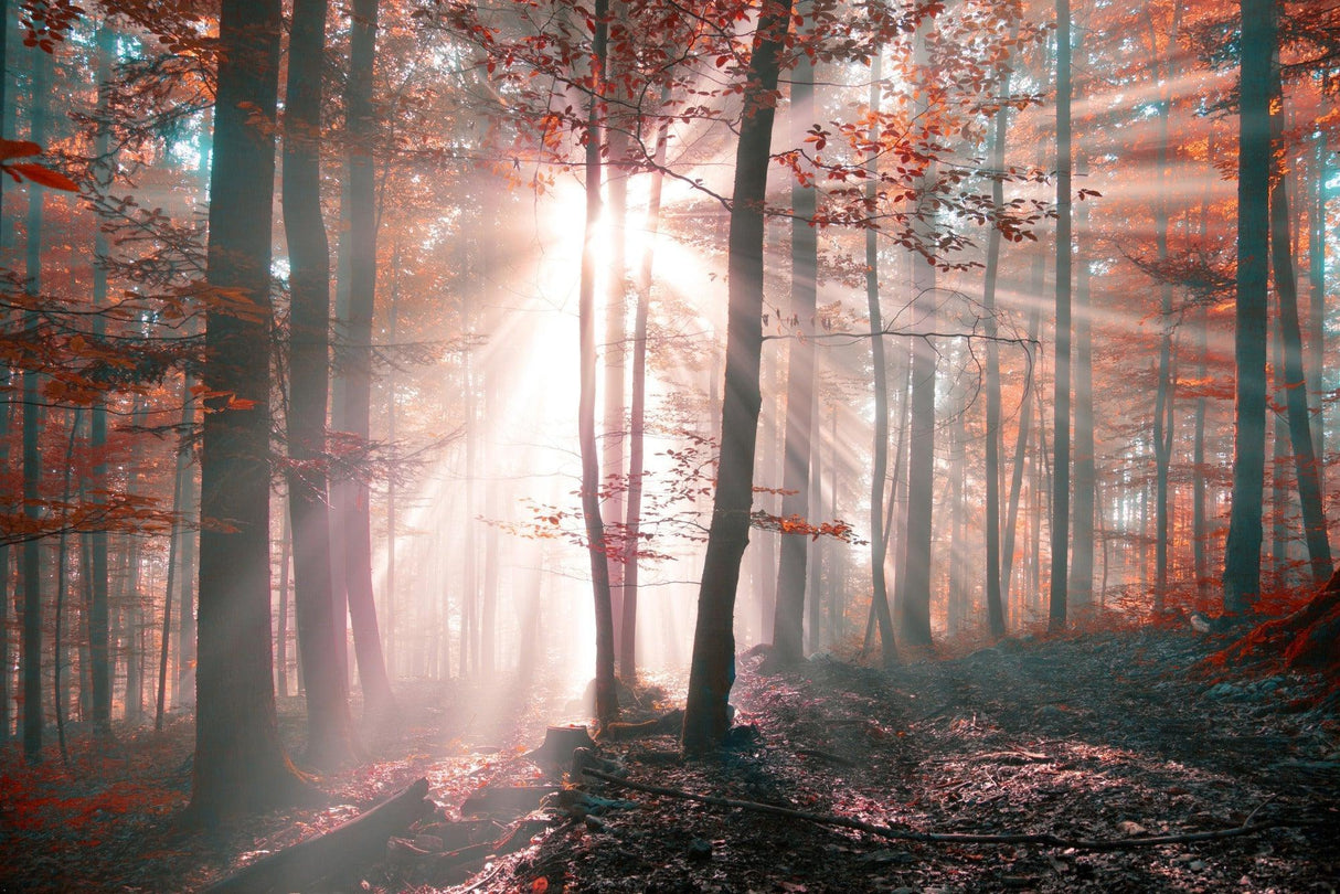 Forest Mural Wallpaper | Misty Autumn Sunrise Scene
