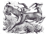 Wildlife Mural Wallpaper | Vintage Black and White Gazelle Sketch