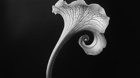 Abstract floral wallpaper design file showing detailed monochrome spiral pattern