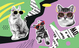 Pop Art Mural Wallpaper | Cool Cats With Sunglasses Design