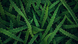 Aloe Vera wallpaper design file showing detailed botanical pattern with rich emerald tones