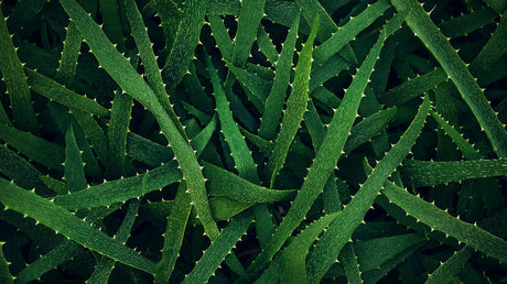Aloe Vera wallpaper design file showing detailed botanical pattern with rich emerald tones