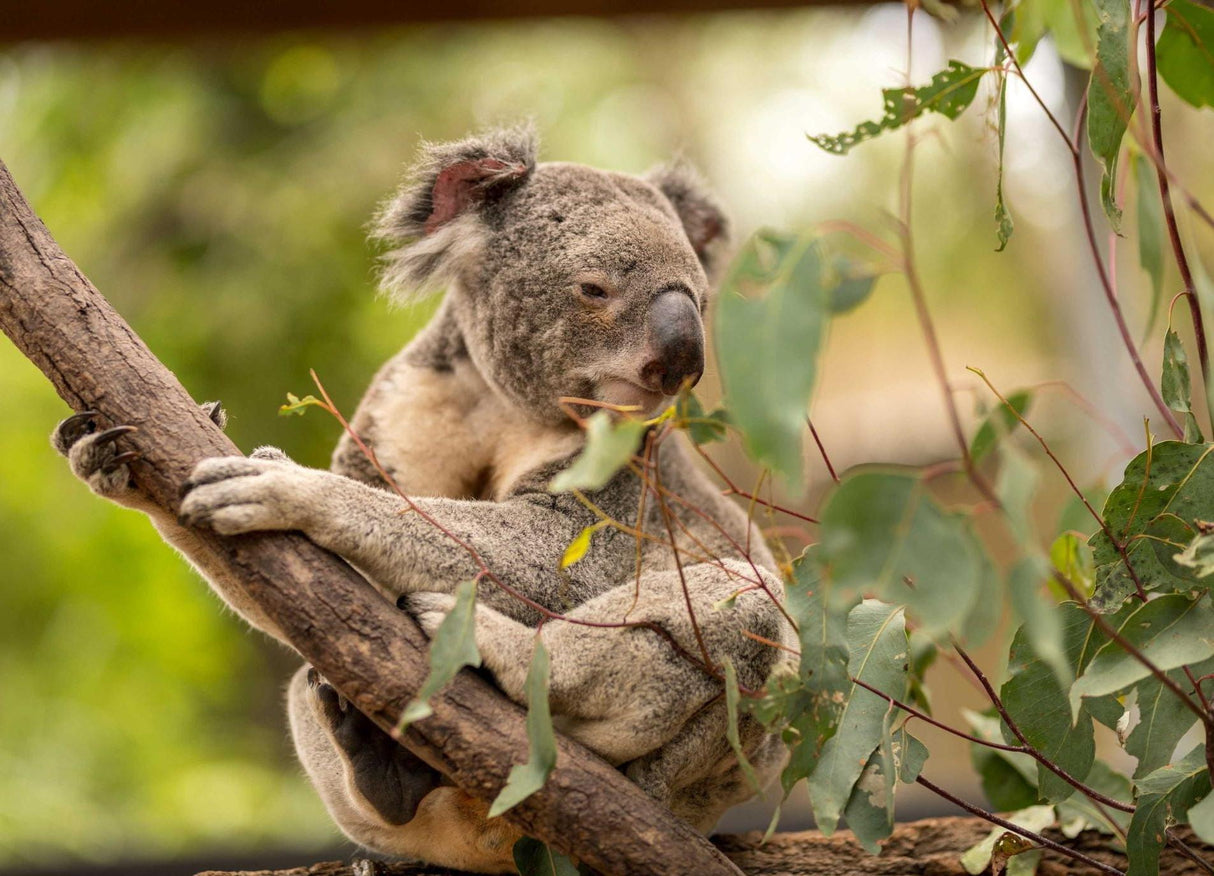 Australian koala wallpaper design file showing detailed eucalyptus leaves and furry texture