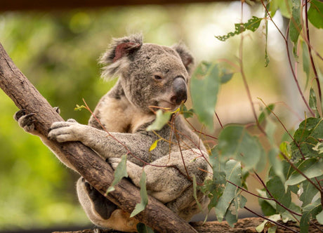 Australian koala wallpaper design file showing detailed eucalyptus leaves and furry texture