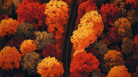 Autumn forest aerial view design file showing detailed red and gold tree canopy pattern