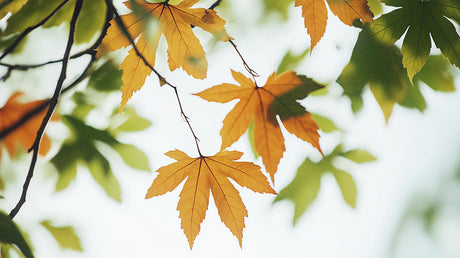 Golden maple leaves wallpaper design file showing intricate autumn foliage pattern and natural details