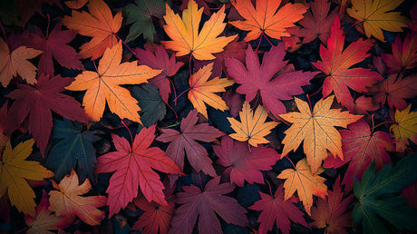 Maple leaf wallpaper design file showing detailed autumn foliage pattern on dark background