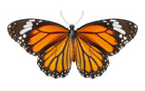 Butterfly Mural Wallpaper | Monarch Orange and Black Design