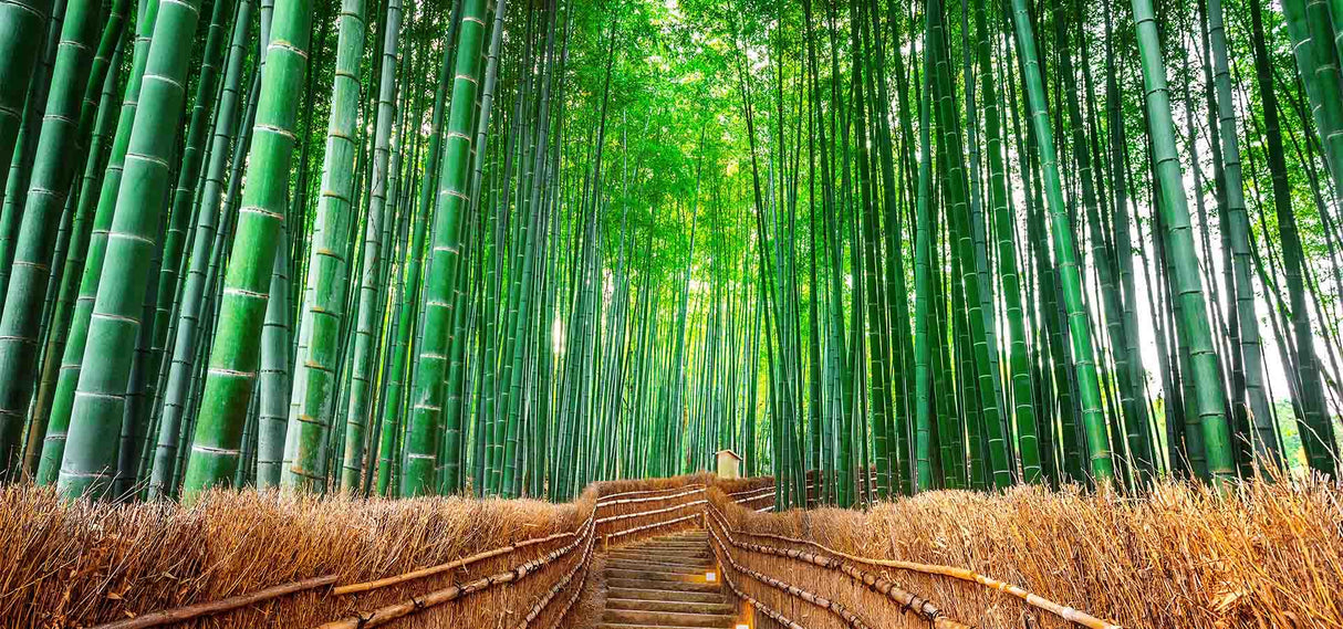 Bamboo forest design file showing detailed Japanese garden path pattern
