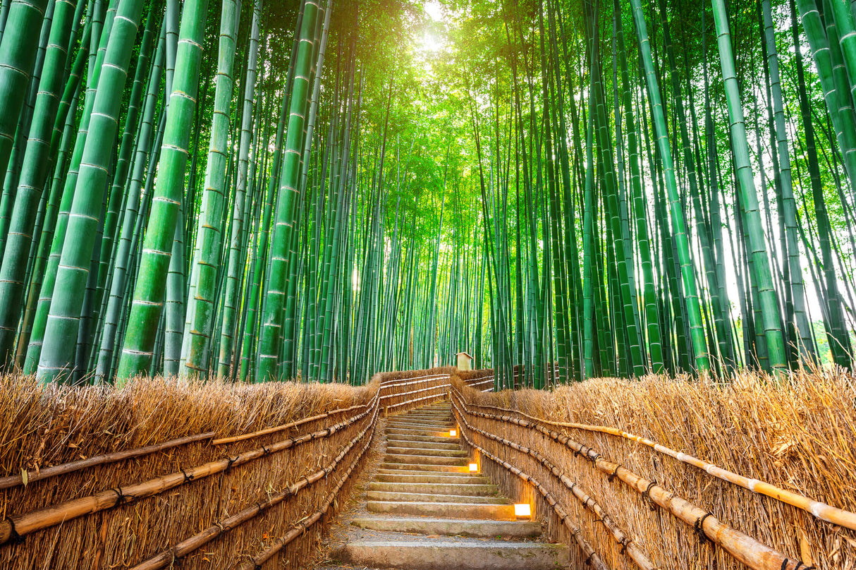Bamboo forest design file showing detailed Japanese garden path pattern