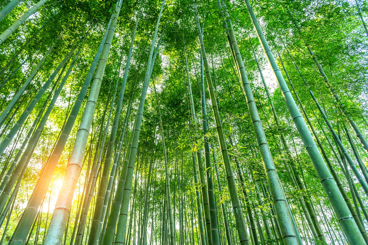 Design file showing detailed bamboo forest pattern with sunlit effects