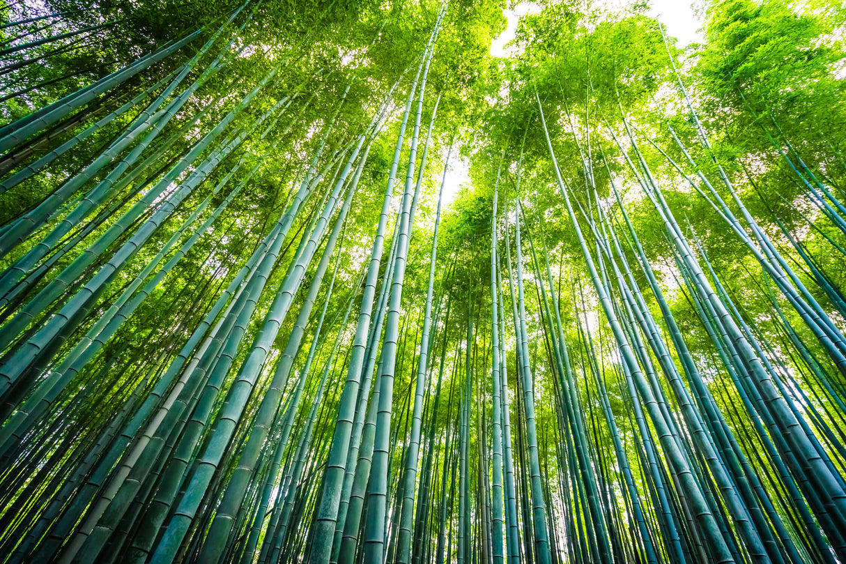Bamboo forest wallpaper design file showing detailed green canopy pattern