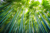 Bamboo forest wallpaper design file showing detailed green canopy pattern