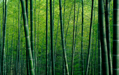 Bamboo forest wallpaper design file showing detailed green stalks and leaves pattern