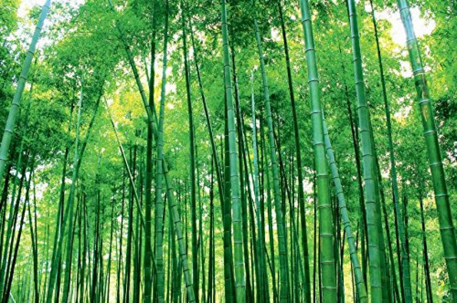 Bamboo forest wallpaper design file showing detailed green stalks and leaves pattern