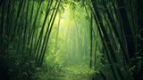 Bamboo forest wallpaper design file showing detailed misty path and sunlit bamboo grove pattern