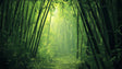 Bamboo forest wallpaper creating depth in a modern living room, sunlight streaming through bamboo stems