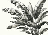 Detailed black and white botanical banana leaf pattern design file showing intricate line work and shading