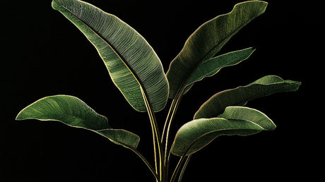 Banana leaf wallpaper design file showing detailed green foliage pattern on black background